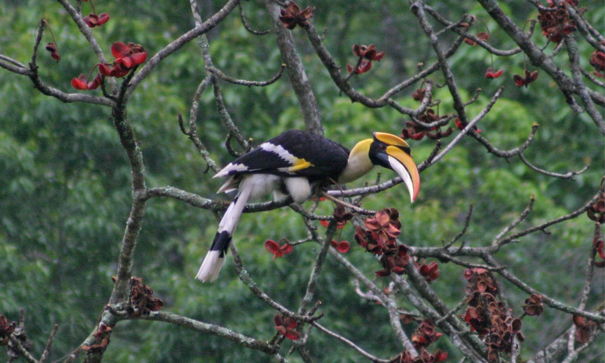 Birdwatching Tours